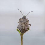 Stink bugs are a seasonal pest problem in Wisconsin - Batzner Pest Control