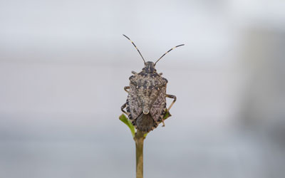 Stink bugs are a seasonal pest problem in Wisconsin - Batzner Pest Control