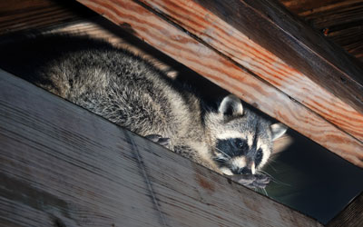 Raccoons are a common overwintering pest in Wisconsin - Batzner Pest Control