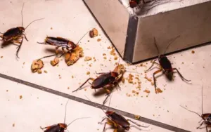 Cockroaches come out at night in Wisconsin homes - Batzner Pest Control