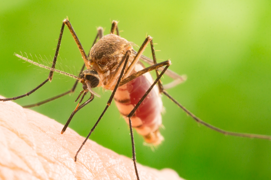 Mosquito Prevention in Wisconsin; Batzner Pest Control