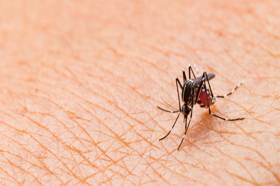 Do Mosquitoes Bite in Wisconsin - Batzner Pest Control