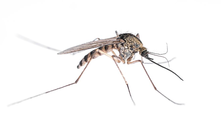 What Do Mosquitoes Look Like in Wisconsin - Batzner Pest Control