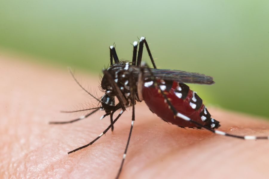 Can Mosquitoes Transmit HIV Or AIDS in Wisconsin - Batzner Pest Control