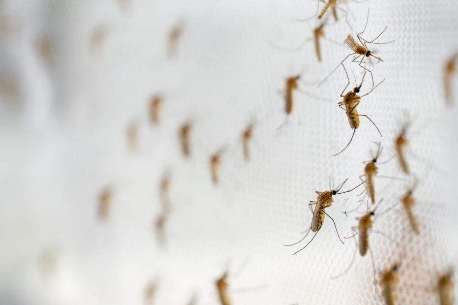 Where Do Mosquitoes Breed in Wisconsin - Batzner Pest Control