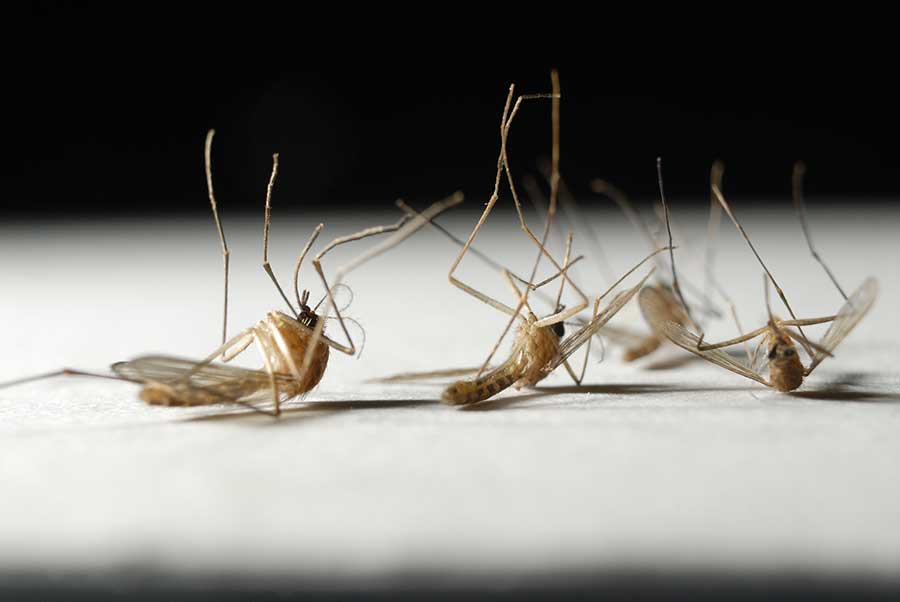 What Is The Lifespan Of A Mosquito in Wisconsin - Batzner Pest Control