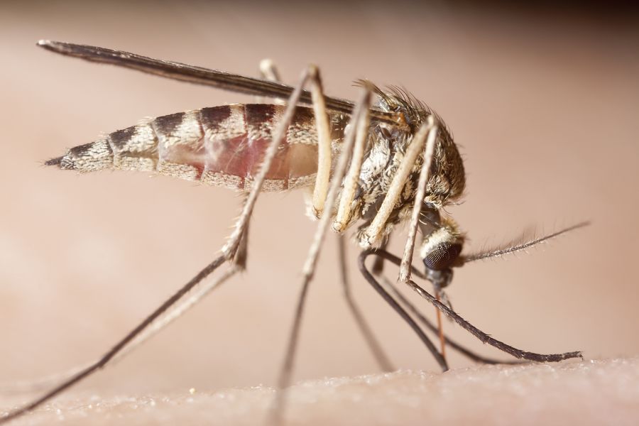 What diseases do mosquitoes spread in Wisconsin - Batzner Pest Control