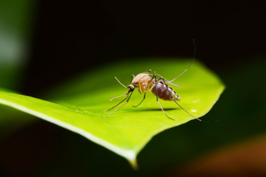 What Do Mosquitoes Eat in Wisconsin - Batzner Pest Control