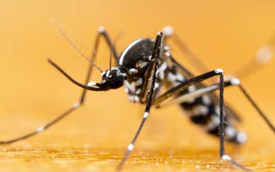 A mosquito found in Wisconsin - Batzner Pest Control