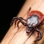 Deer tick found in Wisconsin - Batzner Pest Control