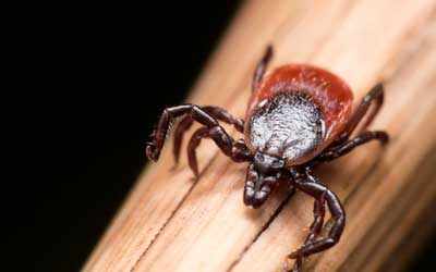 Deer tick found in Wisconsin - Batzner Pest Control