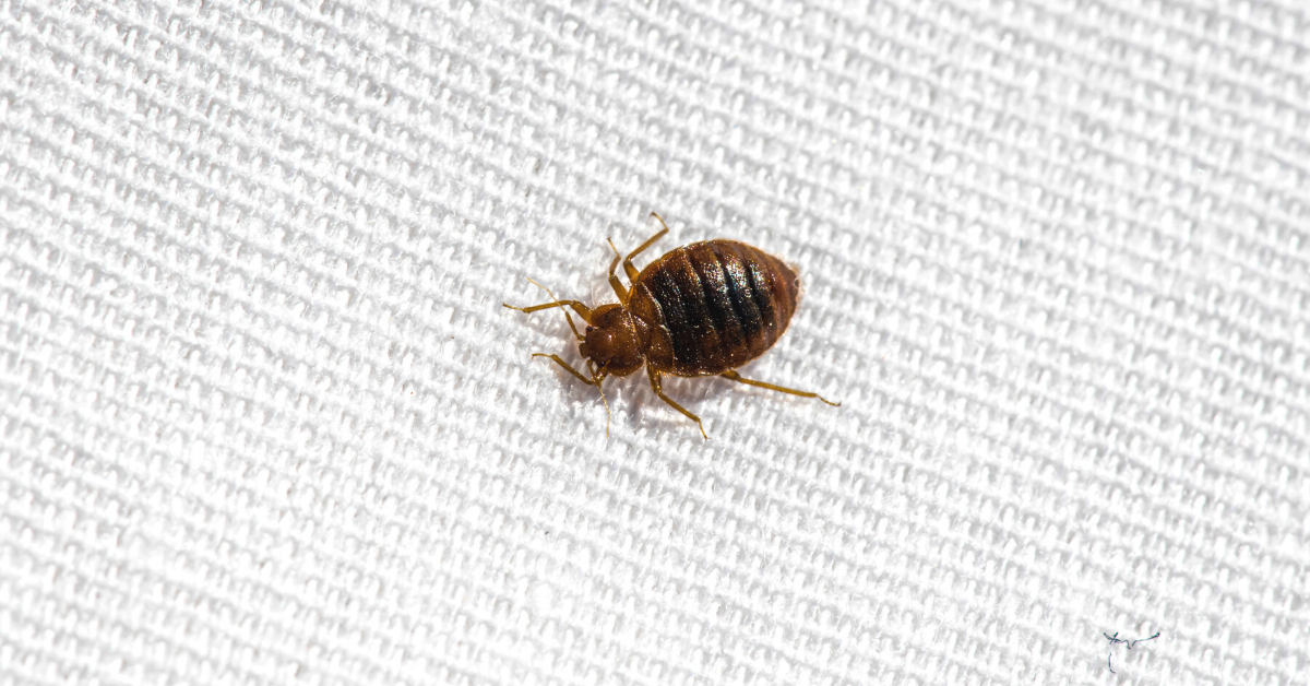 How Easily Do Bed Bugs Spread? Batzner Pest Control Pest Control