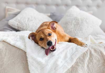 Can pets spread bed bugs? | New Berlin WI | Batzner Pest Control