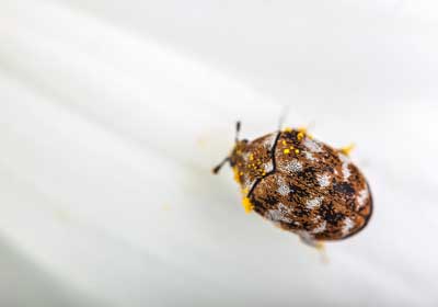 Do I have carpet beetles or bed bugs? | New Berlin WI | Batzner Pest Control