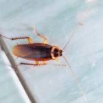 What cockroaches look like in Wisconsin - Batzner Pest Control