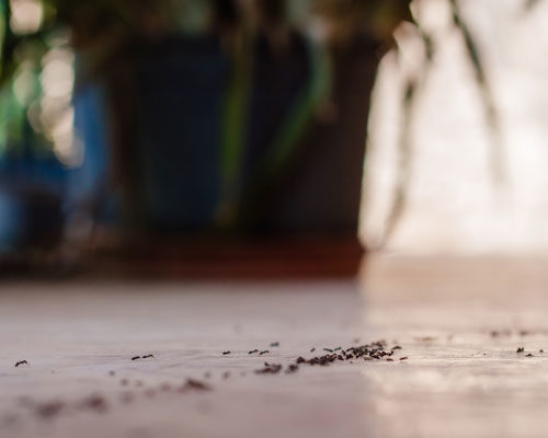 How do ants get indoors in Wisconsin - Batzner Pest Control