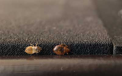 How do bed bugs spread in Wisconsin? | New Berlin WI | Batzner Pest Control