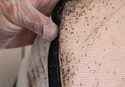 How to spot bed bugs | New Berlin WI | Batzner Pest Control