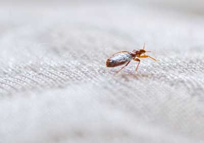 What do bed bugs look like? | New Berlin WI | Batzner Pest Control