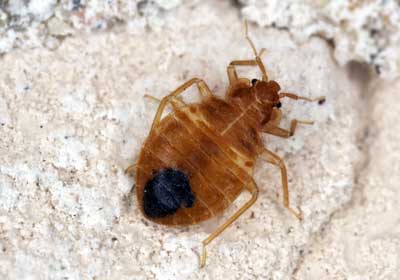 What Do Bed Bugs Look Like? | New Berlin WI | Batzner Pest Control