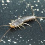 What silverfish look like in Wisconsin - Batzner Pest Control