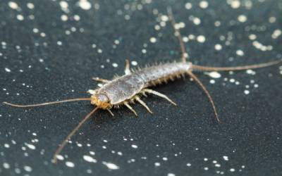 What silverfish look like in Wisconsin - Batzner Pest Control