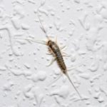 What silverfish look like in Wisconsin - Batzner Pest Control