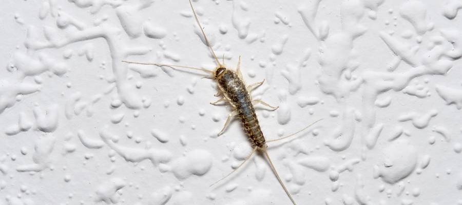 Do I Have Silverfish? - Batzner Pest Control - Pest Control and