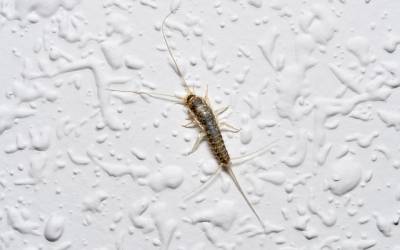 What silverfish look like in Wisconsin - Batzner Pest Control