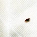 A bed bug found in a hotel in Wisconsin - Batzner Pest Control