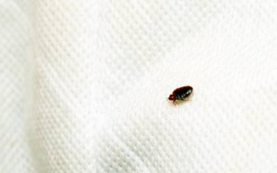 A bed bug found in a hotel in Wisconsin - Batzner Pest Control