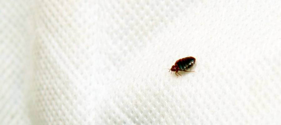 Guide to Hotel Bed Bug Inspections - Batzner Pest Control - Pest Control  and Exterminator Services - Wisconsin