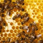 Honey bees in Wisconsin - Batzner Pest Control