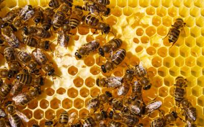 Honey bees in Wisconsin - Batzner Pest Control