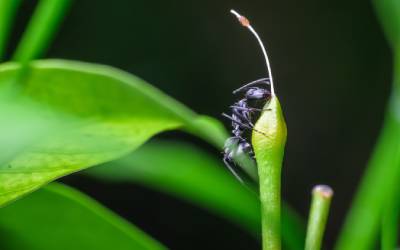 A carpenter ant in Wisconsin - Batzner Pest Control
