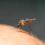 A mosquito in Wisconsin - Batzner Pest Control