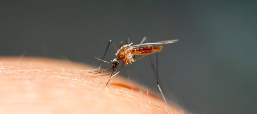 Prevent Mosquito Larvae in your area