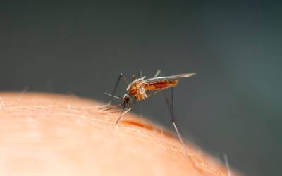 A mosquito in Wisconsin - Batzner Pest Control