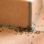 Ant trail forming in a bathroom