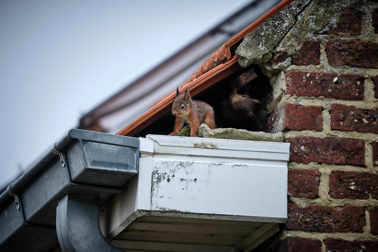 red squirrels peaking out of wisconsin house