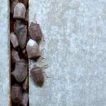 a swarm of stink bugs coming out of a wall