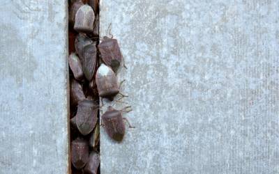 a swarm of stink bugs coming out of a wall