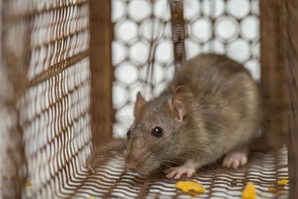 Rodent Treatment | Batzner Pest Control