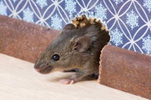 Rodent Exclusion | Batzner Pest Control