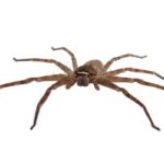 Wolf spider on white background