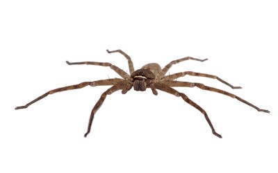 Wolf spider on white background