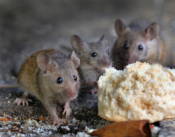 What Attracts Mice? | Batzner Pest Control