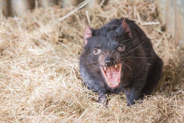 Do Rats Or Mice Bite? | Batzner Pest Control