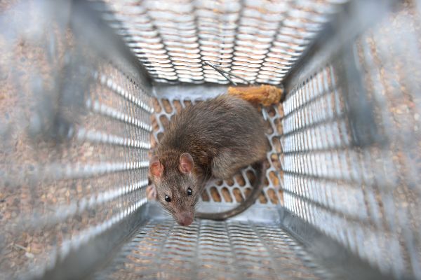 What Is Rodent Exclusion? | Batzner Pest Control