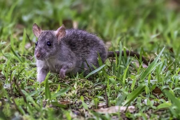 How To Keep Rats Out Of Your Yard | Batzner Pest Control